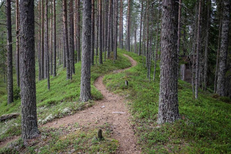 Hiljaisuuden päivä Hiljaisuuden päivä